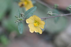 Sida rhombifolia subsp. rhombifolia var. scabrida